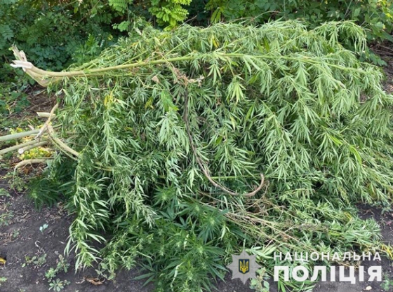 У мешканця Краматорського району виявили понад 150 кущів конопель