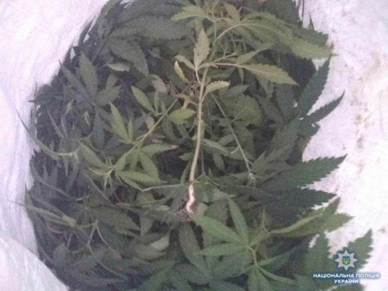 У краматорчанина изъяли урожай конопли в 250 кустов 
