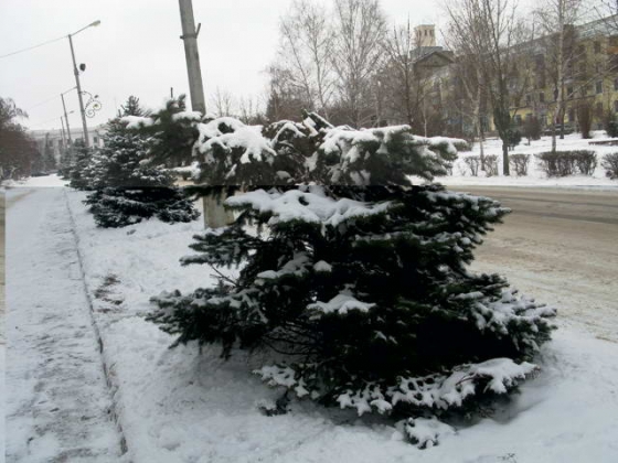 Сезон кризиса: елки не покупают, а режут в центре города