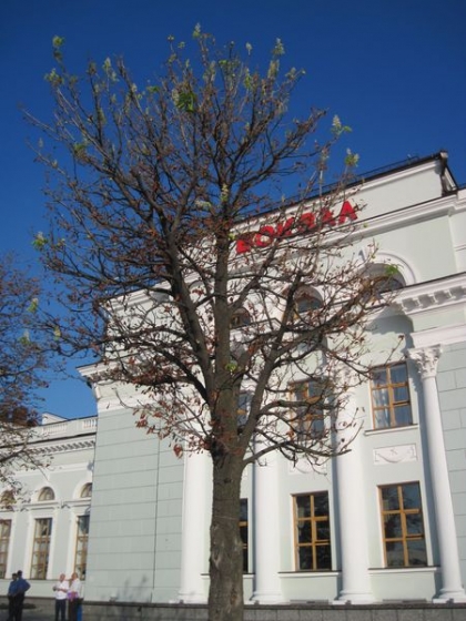 Природа сходит с ума. На вокзале Донецка расцвел каштан