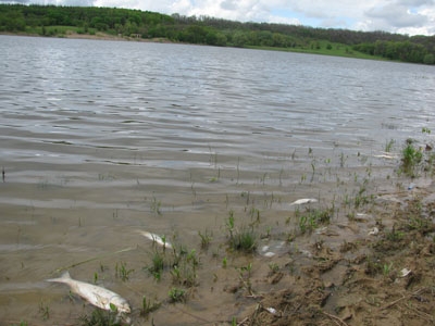 На Краматорском море - массовый мор рыбы