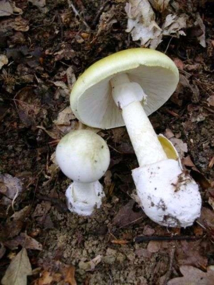 Бесконтрольность со стороны взрослых стоила жизни 4-летнему мальчику