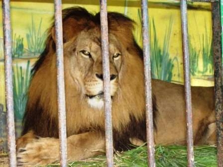 В Славянске лев изуродовал девушке руки