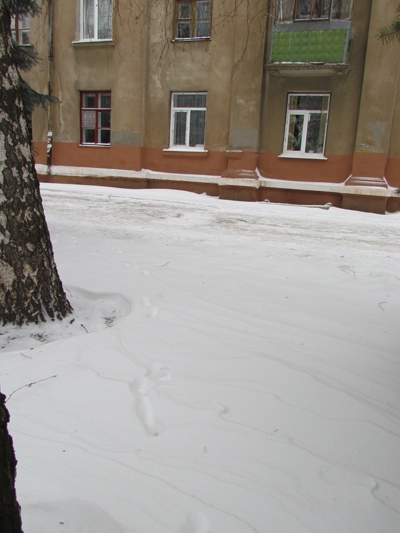 В центре Краматорска гуляет заяц 