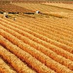 В Украину стучится новый мировой кризис. Продовольственный