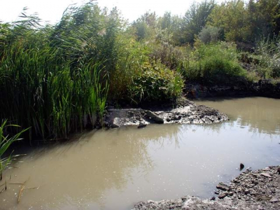 На асфальтном заводе… разводят рыбу! В той воде, за которую платят горожане?