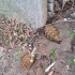 Два предмети схожі на гранати виявили патрульні у Краматорському районі 