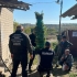 У мешканця Краматорського району виявили 50 кущів конопель зі слідами культивації
