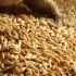 росіяни продовжують вивозити з Маріупольського району вкрадене українське зерно