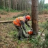 Должны были бы охранять, но вырубали – за уничтожение деревьев более чем на 2 млн грн будут судить работников лесхоза