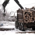 Лиманський лісгосп заготовив 16 тисяч кубів деревини