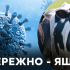 Увага! Ящур! Небезпека близько