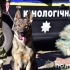 На Донетчине полицейские с помощью собак нашли в тайниках почти 12 тысяч боеприпасов за год 