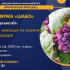 «Агрофірма Шабо» запрошує на сезонну роботу: житло надається